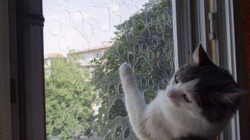 Çelik kedi sinekligi Ankara kedi sinekligi Ankara